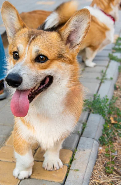 Galli Corgi. Turuncu köpekler. Kraliyet çoban köpeği cinsi