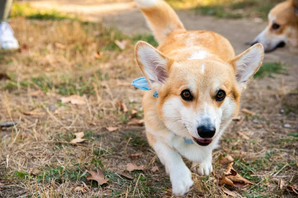 Galli Corgi. Turuncu köpekler. Kraliyet çoban köpeği cinsi