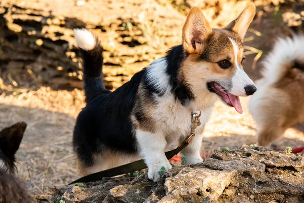 Galli Corgi. Turuncu köpekler. Kraliyet çoban köpeği cinsi