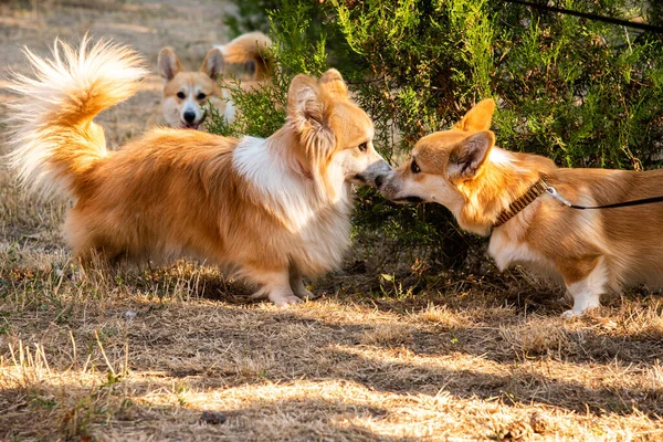 Galli Corgi. Turuncu köpekler. Kraliyet çoban köpeği cinsi