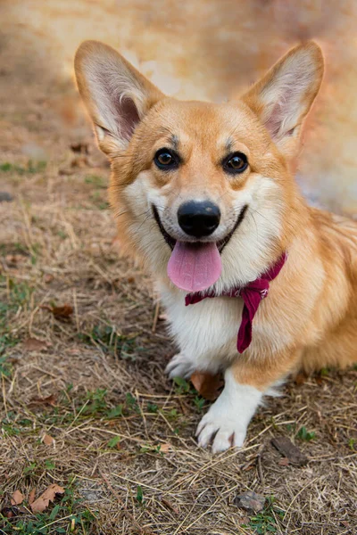 Walijskie Corgi Pomarańczowe Owczarek Królewski Rasy — Zdjęcie stockowe