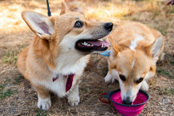 Galli Corgi. Turuncu köpekler. Kraliyet çoban köpeği cinsi