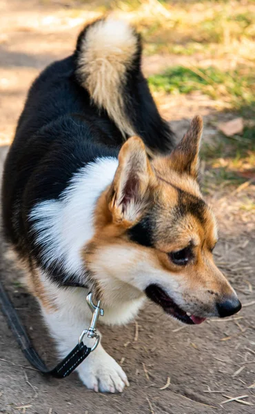 Galli Corgi. Turuncu köpekler. Kraliyet çoban köpeği cinsi