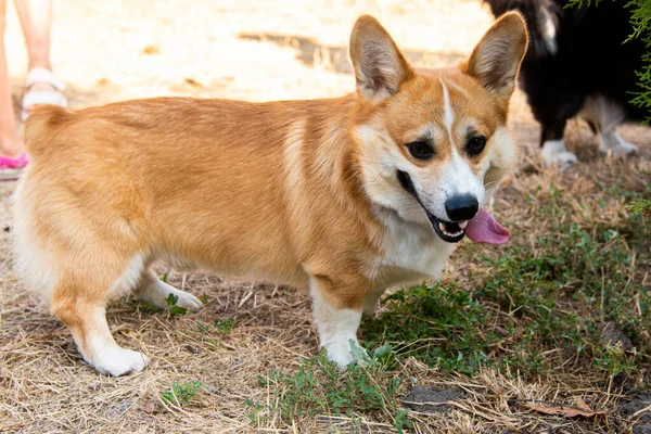 Galli Corgi. Turuncu köpekler. Kraliyet çoban köpeği cinsi