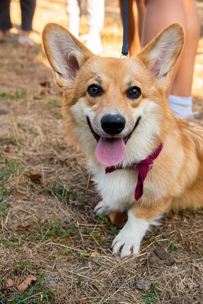 Corgi Galés Perros Naranja Real Pastor Perro Crianza —  Fotos de Stock