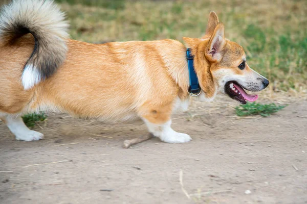 Galli Corgi. Turuncu köpekler. Kraliyet çoban köpeği cinsi