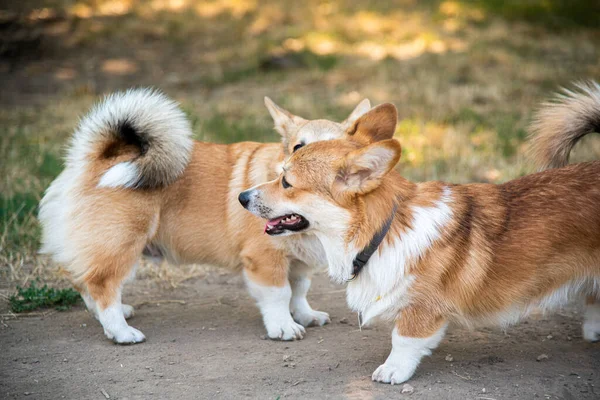 Galli Corgi. Turuncu köpekler. Kraliyet çoban köpeği cinsi