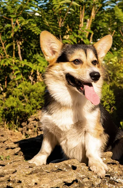 Galli Corgi. Turuncu köpekler. Kraliyet çoban köpeği cinsi