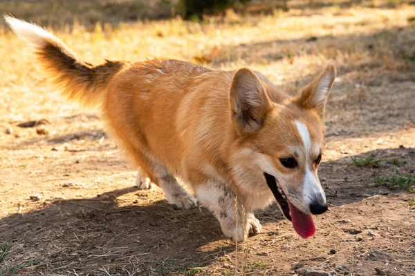 Galli Corgi. Turuncu köpekler. Kraliyet çoban köpeği cinsi