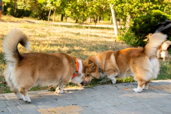 Galli Corgi. Turuncu köpekler. Kraliyet çoban köpeği cinsi