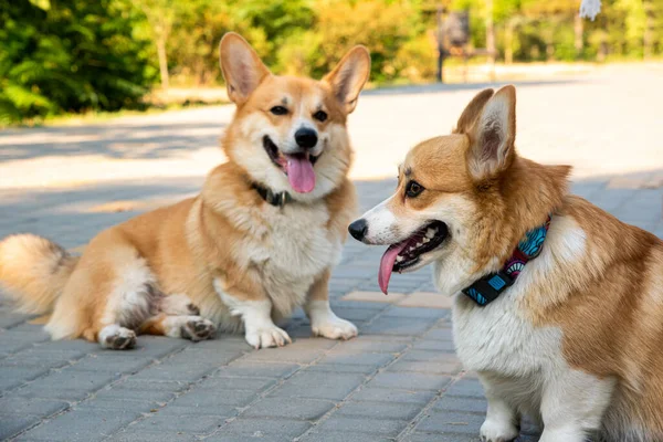 Galli Corgi. Turuncu köpekler. Kraliyet çoban köpeği cinsi