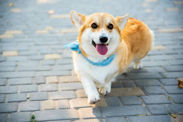 Welsh Corgi Câini Portocalii Royal Shepherd Rasa Câini — Fotografie, imagine de stoc