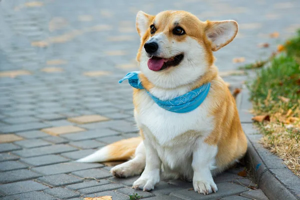 Corgi Galés Perros Naranja Real Pastor Perro Crianza —  Fotos de Stock