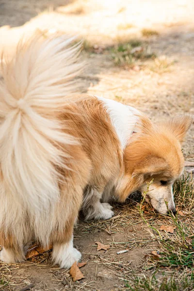 Galli Corgi. Turuncu köpekler. Kraliyet çoban köpeği cinsi