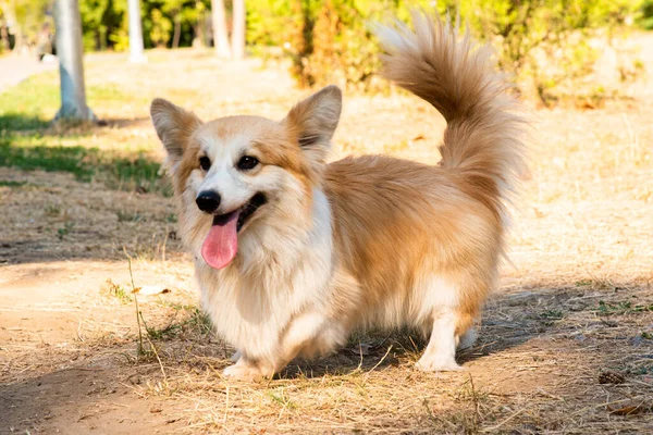 Galli Corgi. Turuncu köpekler. Kraliyet çoban köpeği cinsi