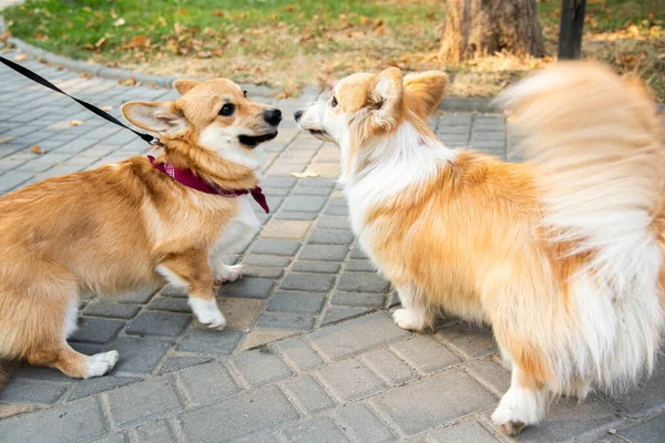 Galli Corgi. Turuncu köpekler. Kraliyet çoban köpeği cinsi