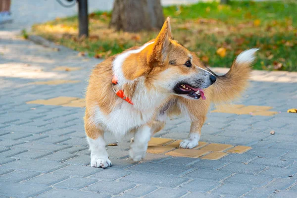 Galli Corgi. Turuncu köpekler. Kraliyet çoban köpeği cinsi