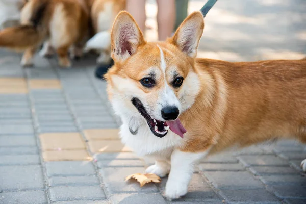 Galli Corgi. Turuncu köpekler. Kraliyet çoban köpeği cinsi