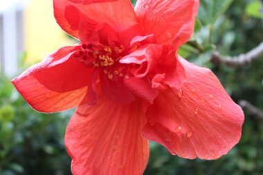 Yağmurdan sonra Meksika lalesi