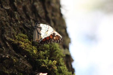 Kral kelebeği yosunların üzerine tünemiş.