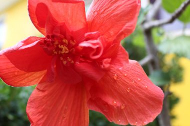 Lüksembolik Meksikalılar De la lluvia 'yı hor görüyor