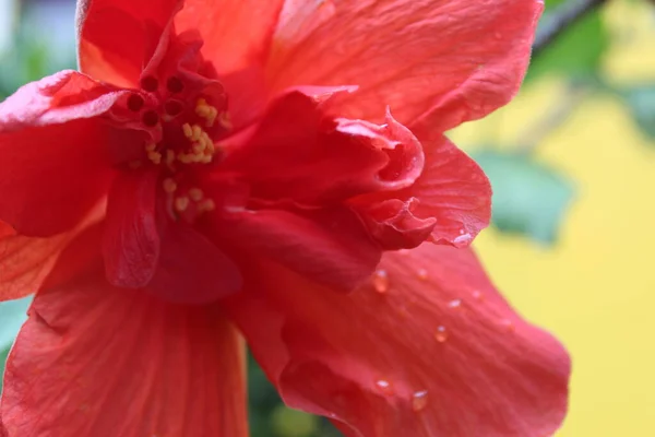 Tulipan Mexicano Despues Lluvia — Fotografia de Stock