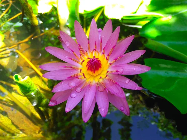 Lírios Água Rosa Roxa Com Gotas Água Finas Lagoa Frente — Fotografia de Stock