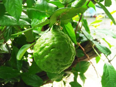 Bergamot parlak yeşil, yapraklarla kaplı bir bitki bir bitki bir bitki bir bitki bir bitki