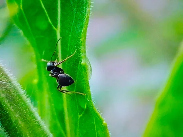 Black ant on a green leaf