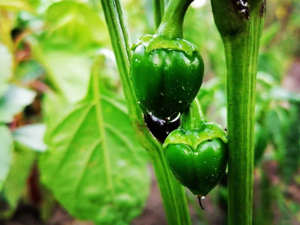 Green pepper in the garden