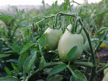 Bahçede olgunlaşmamış domatesler