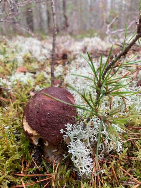 Ormanda çam dalının yanında mantar var.