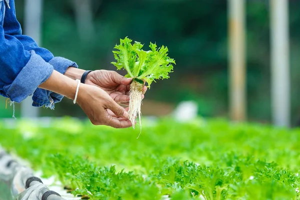 Verduras Ecológicas Planta Verduras Hidropónicas Que Crecen Invernadero Hidroponía Verduras —  Fotos de Stock