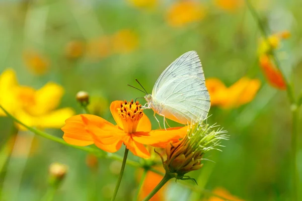 Vlinders Tuin Vlinder Oranje Bloem Achtergrond Vervaging — Stockfoto