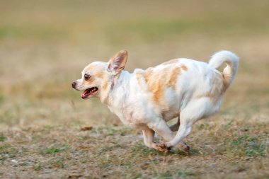 Eğlenceli köpek, tarlada eğlenen mutlu köpekler, sahada koşan Chihuahua..