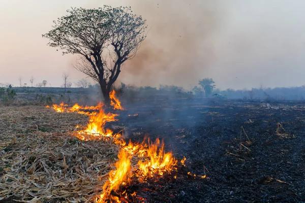 Impacto Incêndios Florestais Jardins Agricultores Incêndios Causa Poluição Tóxica Seca — Fotografia de Stock