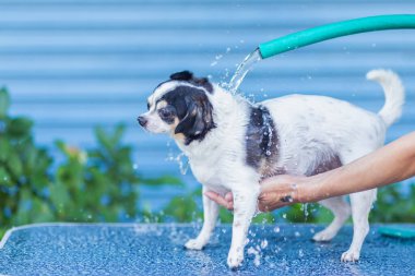 Köpeğe temizlenmesi için su dökün, sabunu ovun, köpeğe su dökün, sıcak bir günde küçük köpeği yıkayın, bulanık, odaklanın, seçilmiş odak, sığ alan derinliği.