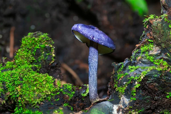 Cogumelos Madeira Cor Bonita Floresta Natural Foco Suave Foco Selecionado — Fotografia de Stock