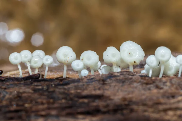 Champignons Sur Bois Belle Couleur Dans Forêt Naturelle Mise Point — Photo