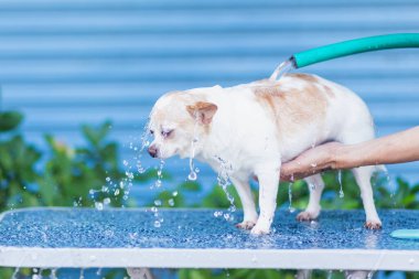 Köpeğe temizlenmesi için su dökün, sabunu ovun, köpeğe su dökün, sıcak bir günde küçük köpeği yıkayın, bulanık, odaklanın, seçilmiş odak, sığ alan derinliği.