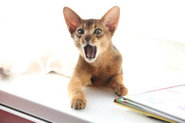 Güzellik içinde Habeş kedisi