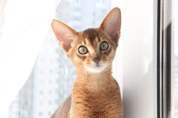 Abyssinian Cat Full Beauty — Stock Photo, Image