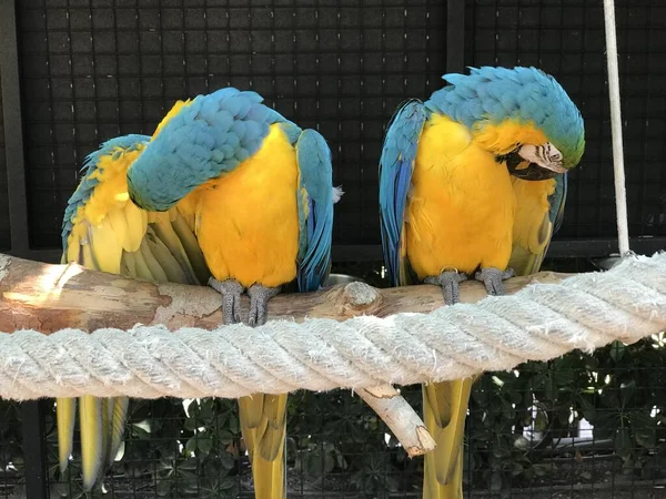 Güneşli Spanya Papağanlar — Stok fotoğraf