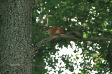 Ağaçtaki sincap tüm ihtişamıyla