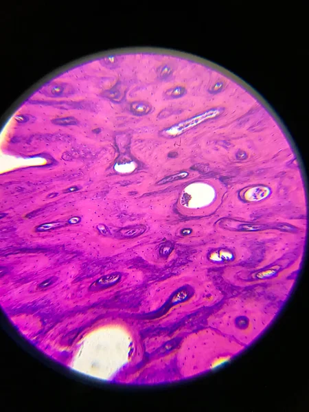 Preparações Médicas Microscópio — Fotografia de Stock