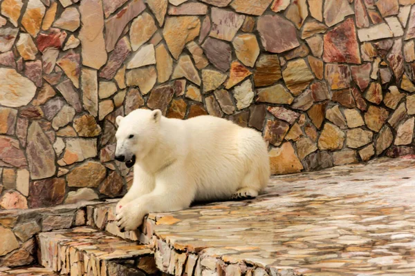 Белый медведь плавает на спине в бассейне, медведь занимается активной физической активностью, лежащей в воде. Животное развлекает людей в зоопарке. — стоковое фото