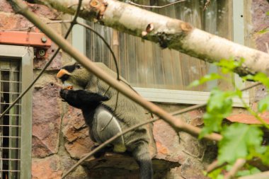Yavru maymun taze mısır yiyor. Hayvanat bahçesindeki kayanın üstünde.
