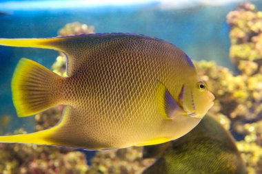 Akvaryumdaki suda denizcilerin arasında egzotik sarı balıklar.
