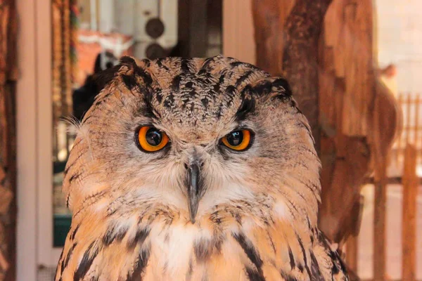 Gros Plan Grande Chouette Sauvage Regardant Dans Caméra Avec Des — Photo