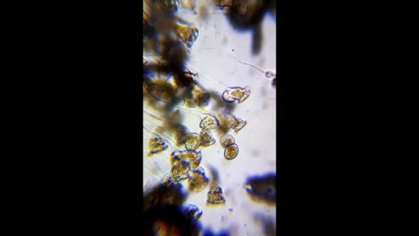 Ferskvands-zooplankton under mikroskop – Stock-video